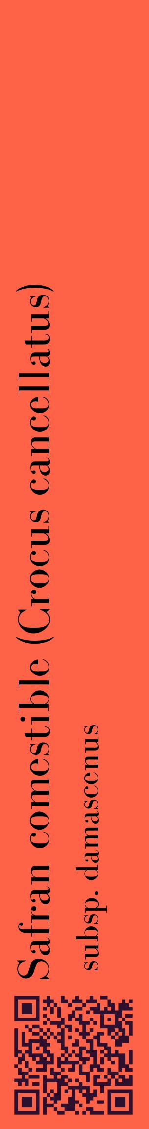 Étiquette de : Crocus cancellatus subsp. damascenus - format c - style noire25_basiquebod avec qrcode et comestibilité