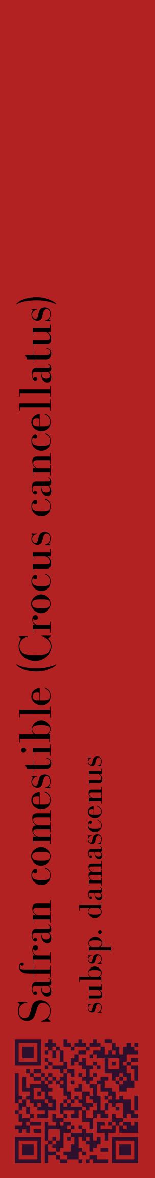 Étiquette de : Crocus cancellatus subsp. damascenus - format c - style noire28_basiquebod avec qrcode et comestibilité