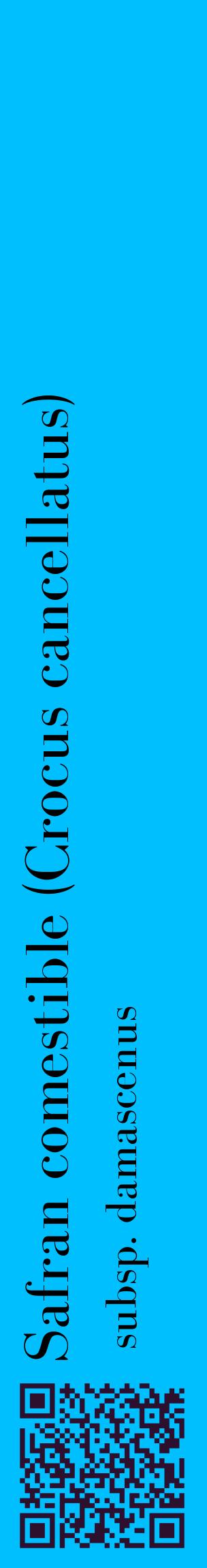 Étiquette de : Crocus cancellatus subsp. damascenus - format c - style noire2_basiquebod avec qrcode et comestibilité