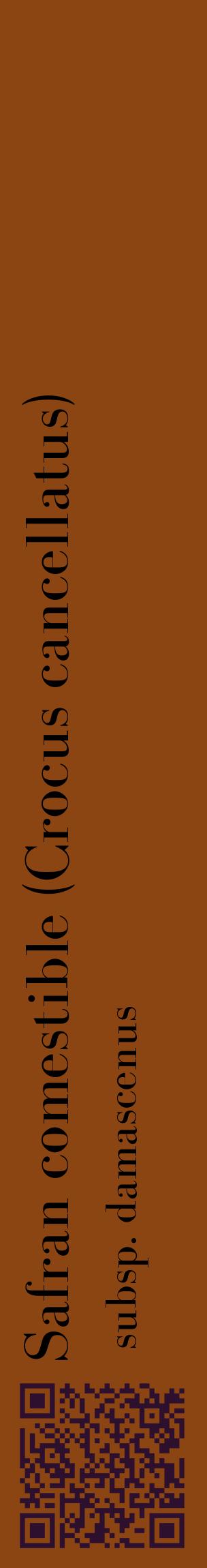 Étiquette de : Crocus cancellatus subsp. damascenus - format c - style noire30_basiquebod avec qrcode et comestibilité