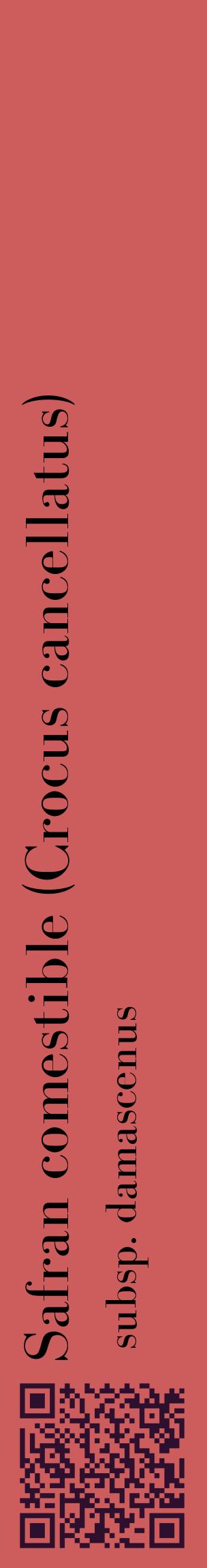 Étiquette de : Crocus cancellatus subsp. damascenus - format c - style noire35_basiquebod avec qrcode et comestibilité