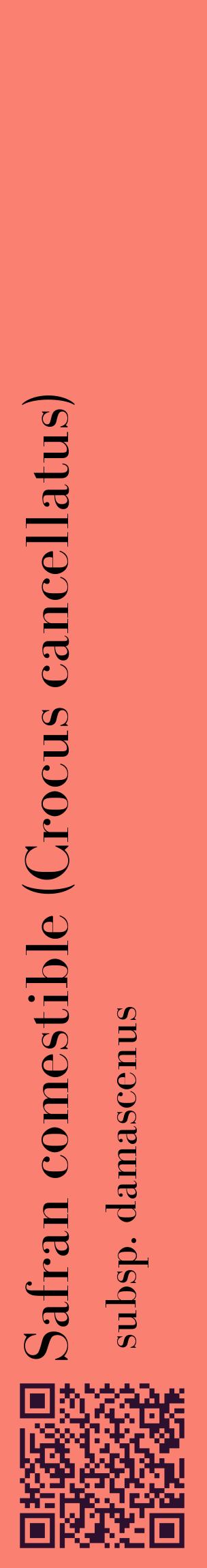 Étiquette de : Crocus cancellatus subsp. damascenus - format c - style noire38_basiquebod avec qrcode et comestibilité