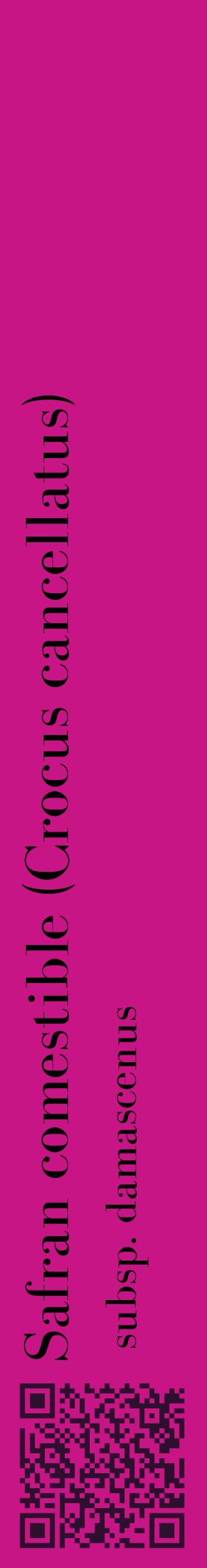 Étiquette de : Crocus cancellatus subsp. damascenus - format c - style noire45_basiquebod avec qrcode et comestibilité