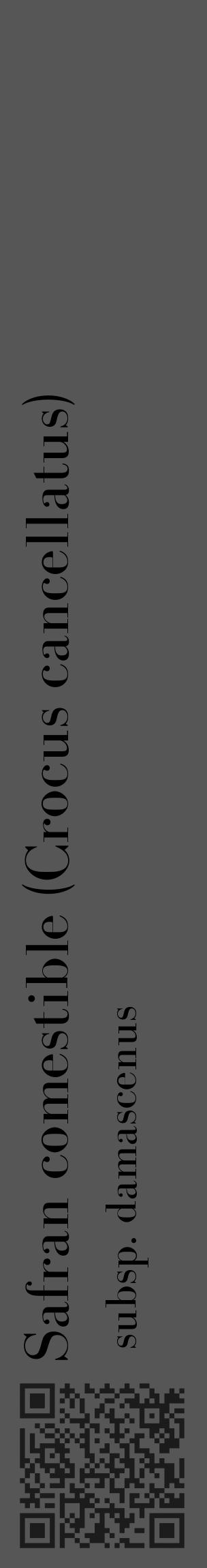 Étiquette de : Crocus cancellatus subsp. damascenus - format c - style noire45_basique_basiquebod avec qrcode et comestibilité - position verticale
