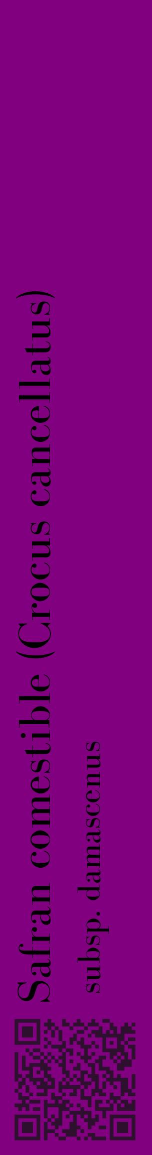 Étiquette de : Crocus cancellatus subsp. damascenus - format c - style noire46_basiquebod avec qrcode et comestibilité