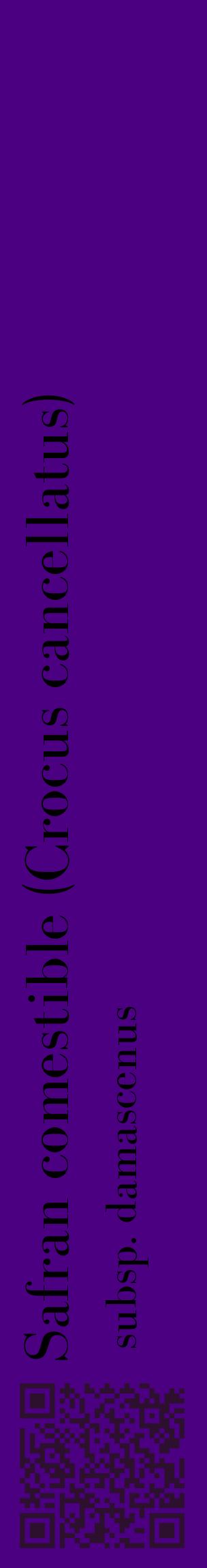 Étiquette de : Crocus cancellatus subsp. damascenus - format c - style noire47_basiquebod avec qrcode et comestibilité
