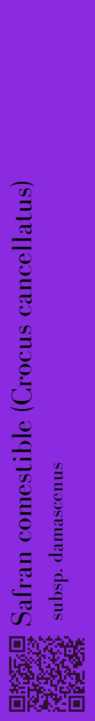 Étiquette de : Crocus cancellatus subsp. damascenus - format c - style noire49_basiquebod avec qrcode et comestibilité