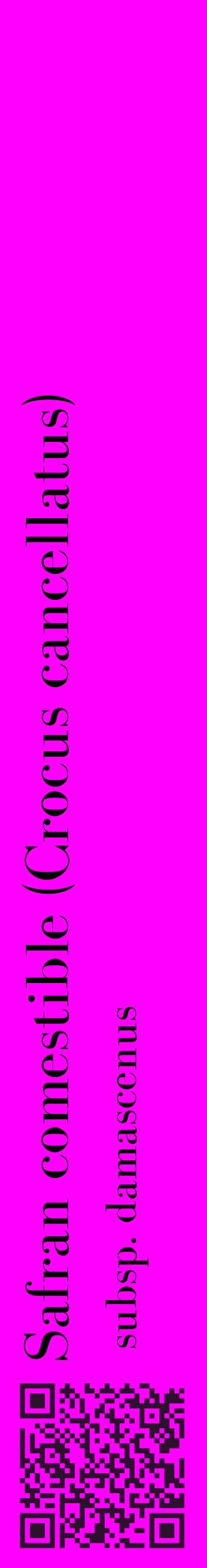 Étiquette de : Crocus cancellatus subsp. damascenus - format c - style noire51_basiquebod avec qrcode et comestibilité