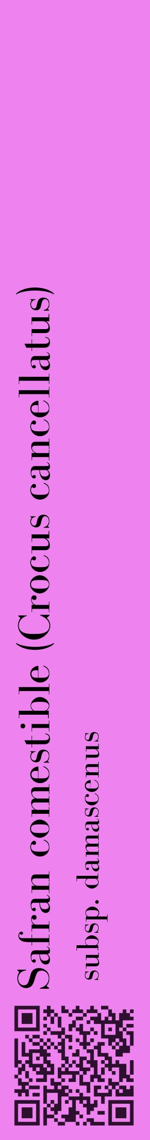 Étiquette de : Crocus cancellatus subsp. damascenus - format c - style noire53_basiquebod avec qrcode et comestibilité