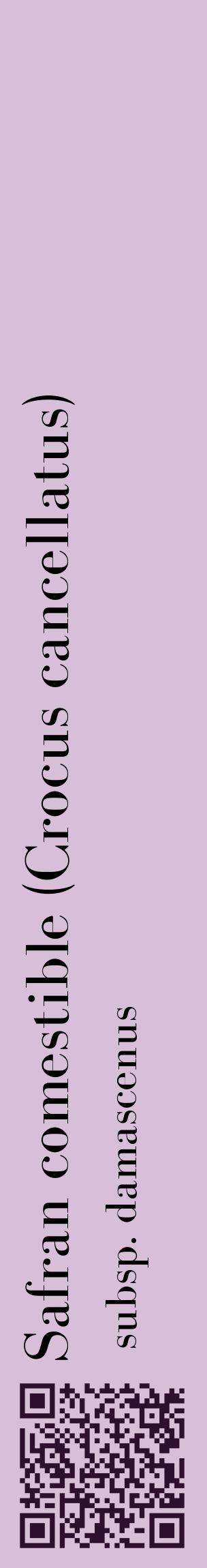 Étiquette de : Crocus cancellatus subsp. damascenus - format c - style noire54_basiquebod avec qrcode et comestibilité