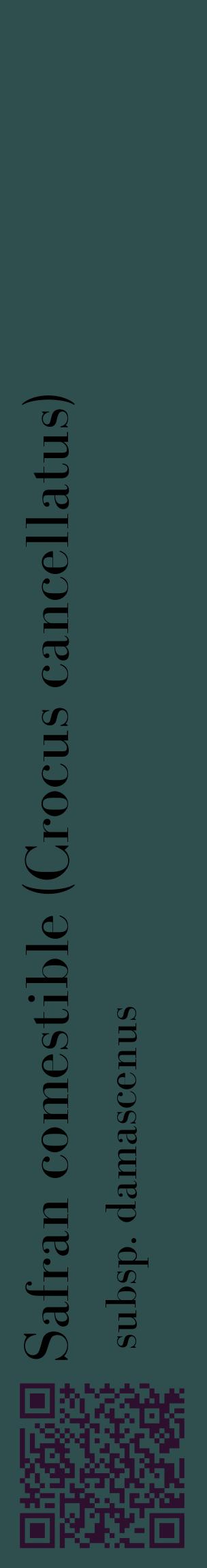 Étiquette de : Crocus cancellatus subsp. damascenus - format c - style noire58_basiquebod avec qrcode et comestibilité