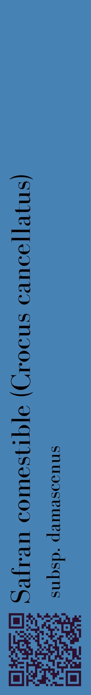 Étiquette de : Crocus cancellatus subsp. damascenus - format c - style noire5_basiquebod avec qrcode et comestibilité