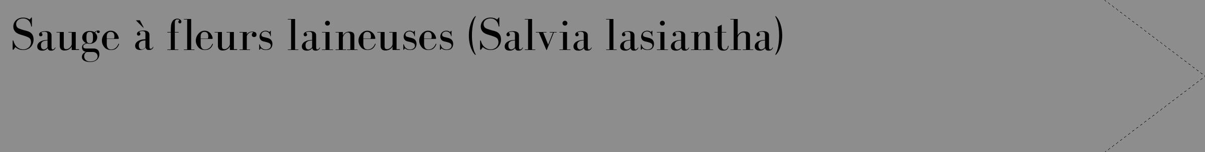 Étiquette de : Salvia lasiantha - format c - style noire2_simple_simplebod avec comestibilité