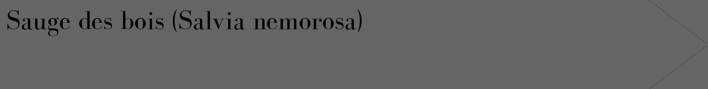 Étiquette de : Salvia nemorosa - format c - style noire32_simple_simplebod avec comestibilité