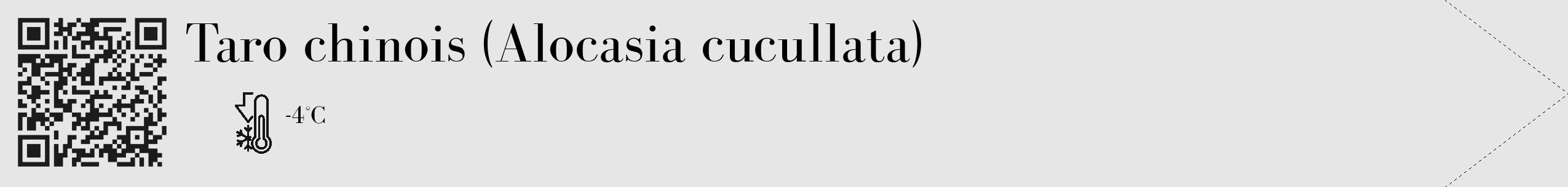 Étiquette de : Alocasia cucullata - format c - style noire18_simple_simplebod avec qrcode et comestibilité