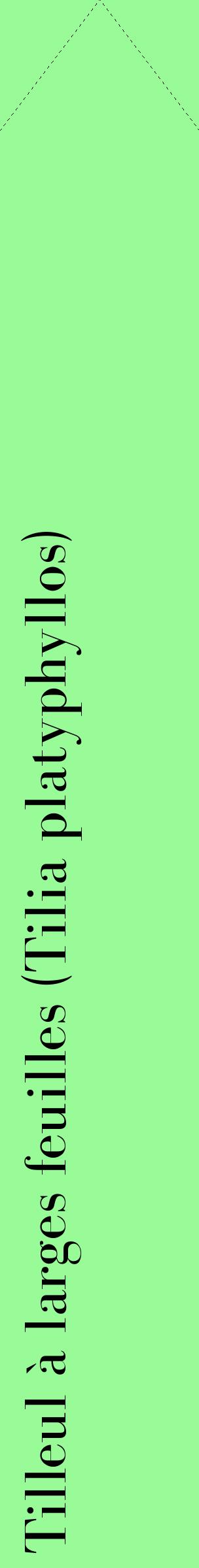 Étiquette de : Tilia platyphyllos - format c - style noire14_simplebod avec comestibilité