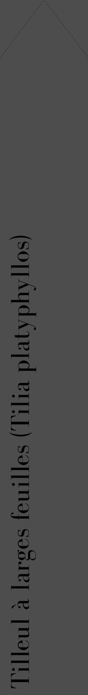 Étiquette de : Tilia platyphyllos - format c - style noire28_simple_simplebod avec comestibilité - position verticale