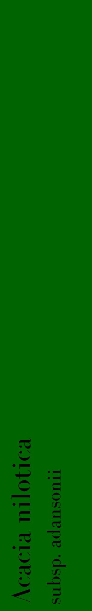 Étiquette de : Acacia nilotica subsp. adansonii  - format c - style noire8_basiquebod avec comestibilité