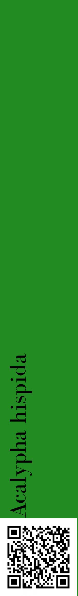 Étiquette de : Acalypha hispida - format c - style noire10_basiquebod avec qrcode et comestibilité