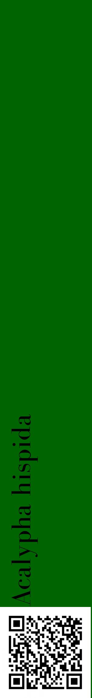 Étiquette de : Acalypha hispida - format c - style noire8_basiquebod avec qrcode et comestibilité