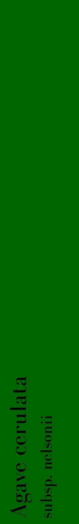 Étiquette de : Agave cerulata subsp. nelsonii - format c - style noire8_basiquebod avec comestibilité