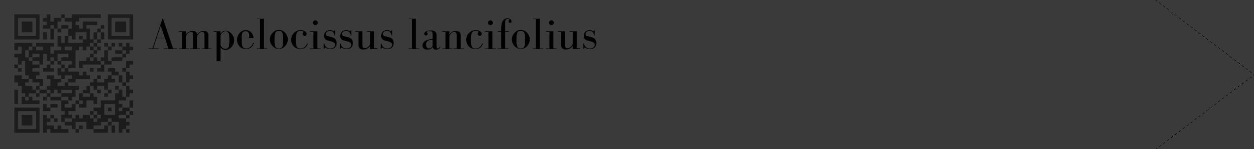 Étiquette de : Ampelocissus lancifolius - format c - style noire8_simple_simplebod avec qrcode et comestibilité