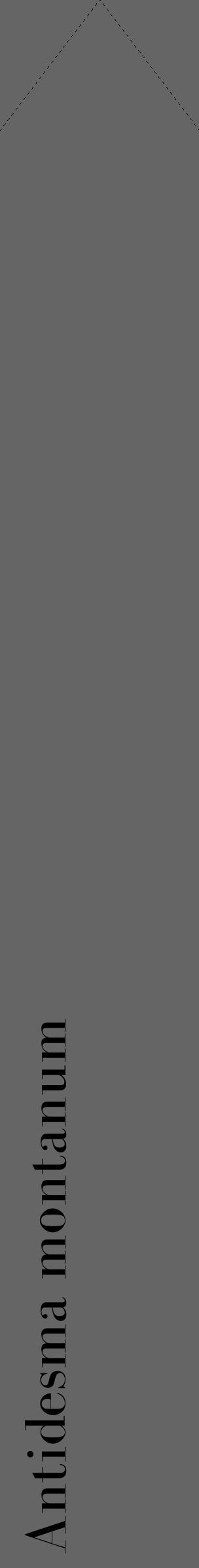 Étiquette de : Antidesma montanum - format c - style noire32_simple_simplebod avec comestibilité - position verticale