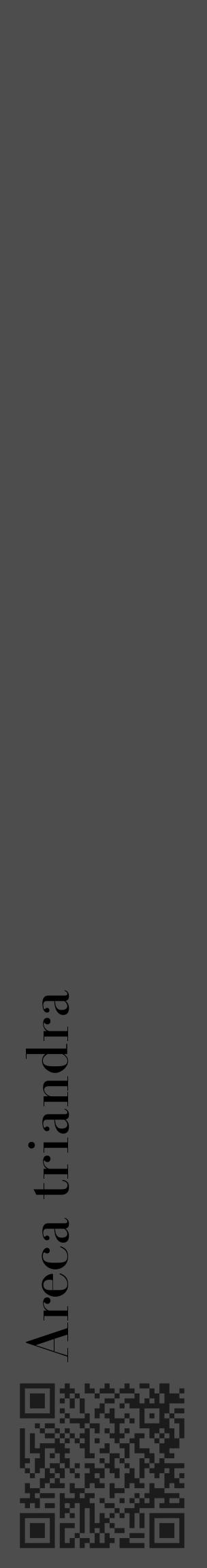 Étiquette de : Areca triandra - format c - style noire28_basique_basiquebod avec qrcode et comestibilité - position verticale
