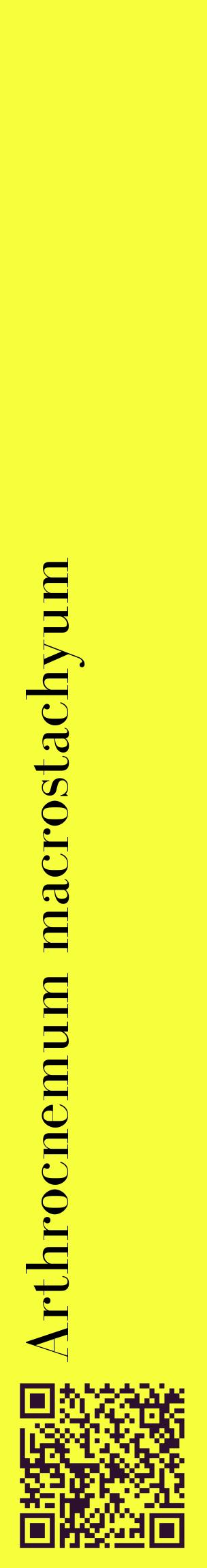 Étiquette de : Arthrocnemum macrostachyum - format c - style noire18_basiquebod avec qrcode et comestibilité