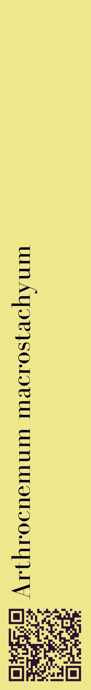 Étiquette de : Arthrocnemum macrostachyum - format c - style noire20_basiquebod avec qrcode et comestibilité