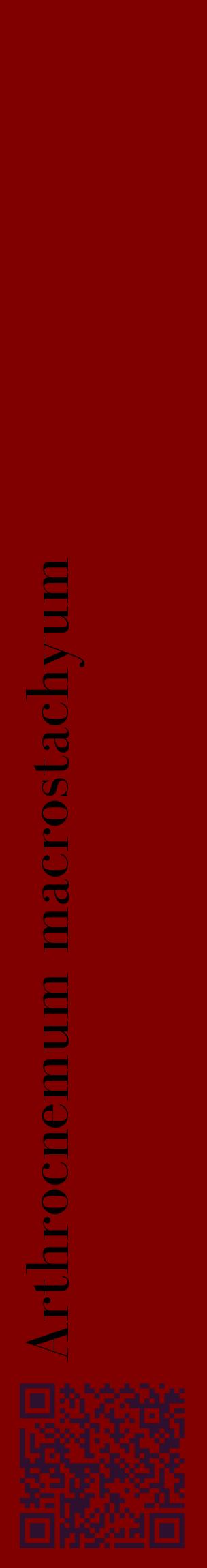 Étiquette de : Arthrocnemum macrostachyum - format c - style noire29_basiquebod avec qrcode et comestibilité