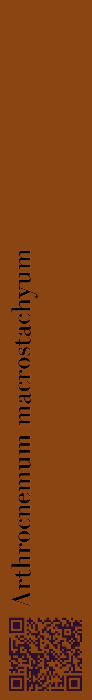 Étiquette de : Arthrocnemum macrostachyum - format c - style noire30_basiquebod avec qrcode et comestibilité