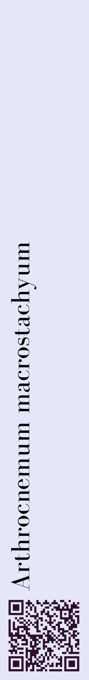 Étiquette de : Arthrocnemum macrostachyum - format c - style noire55_basiquebod avec qrcode et comestibilité