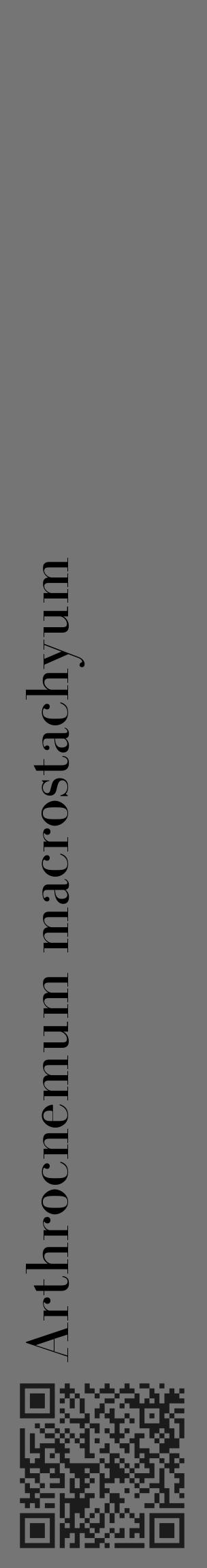 Étiquette de : Arthrocnemum macrostachyum - format c - style noire5_basique_basiquebod avec qrcode et comestibilité - position verticale