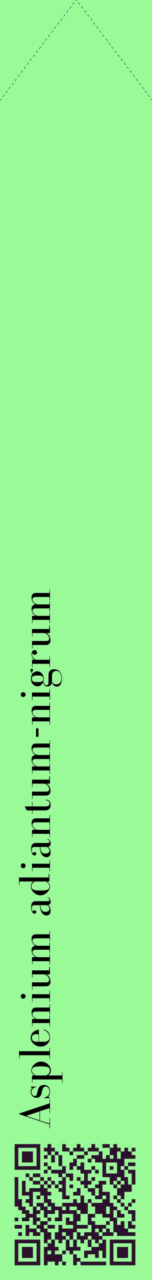 Étiquette de : Asplenium adiantum-nigrum - format c - style noire14_simplebod avec qrcode et comestibilité