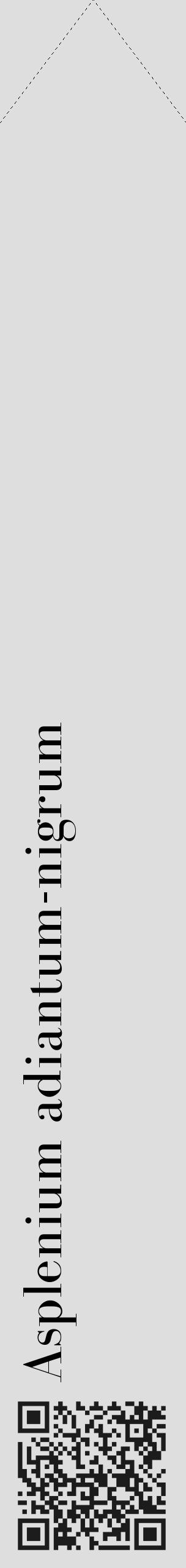 Étiquette de : Asplenium adiantum-nigrum - format c - style noire20_simple_simplebod avec qrcode et comestibilité - position verticale