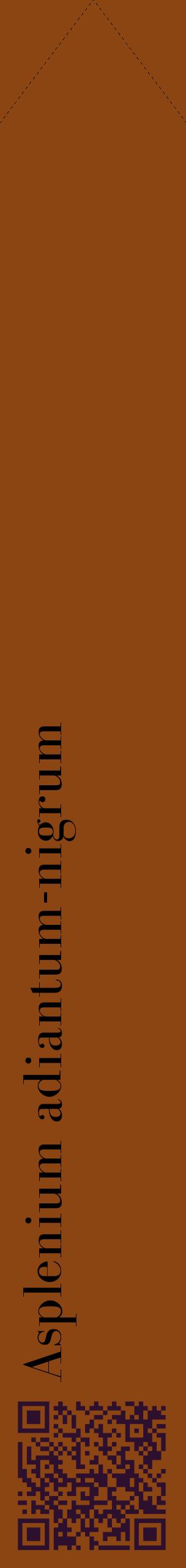 Étiquette de : Asplenium adiantum-nigrum - format c - style noire30_simplebod avec qrcode et comestibilité