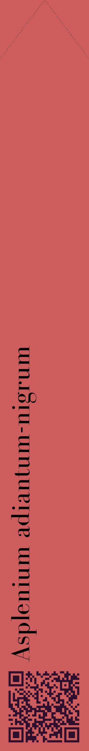 Étiquette de : Asplenium adiantum-nigrum - format c - style noire35_simplebod avec qrcode et comestibilité