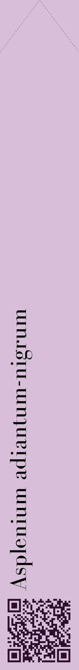 Étiquette de : Asplenium adiantum-nigrum - format c - style noire54_simplebod avec qrcode et comestibilité