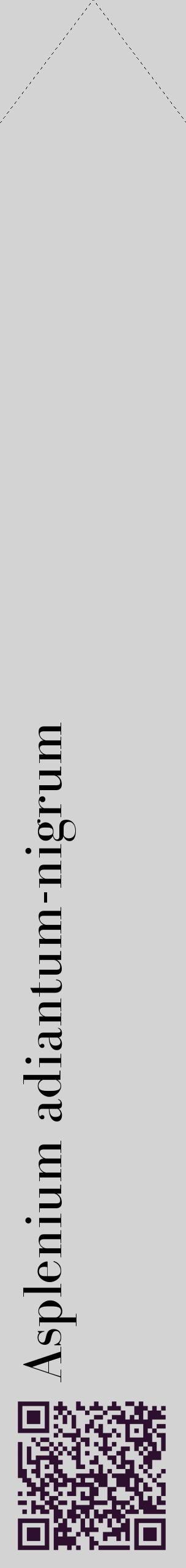Étiquette de : Asplenium adiantum-nigrum - format c - style noire56_simplebod avec qrcode et comestibilité