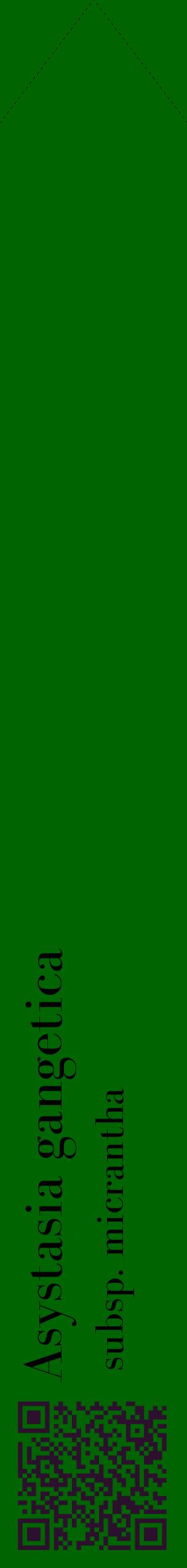 Étiquette de : Asystasia gangetica subsp. micrantha - format c - style noire8_simplebod avec qrcode et comestibilité