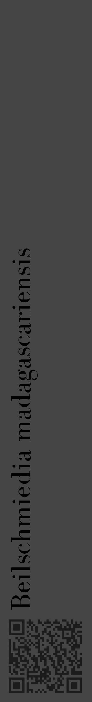 Étiquette de : Beilschmiedia madagascariensis - format c - style noire58_basique_basiquebod avec qrcode et comestibilité - position verticale
