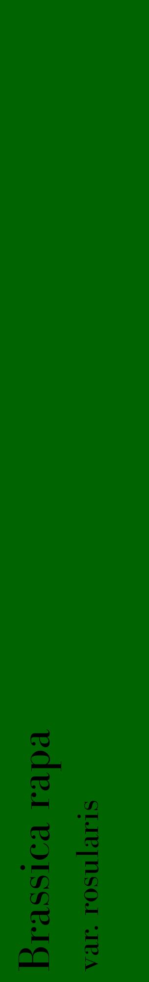 Étiquette de : Brassica rapa var. rosularis - format c - style noire8_basiquebod avec comestibilité