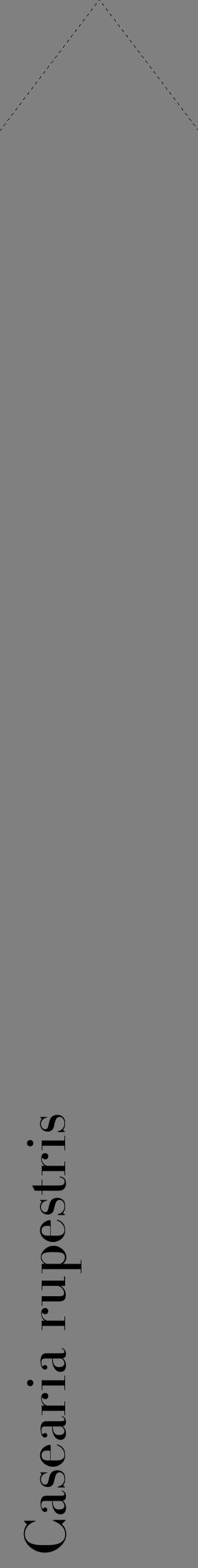 Étiquette de : Casearia rupestris - format c - style noire57_simplebod avec comestibilité