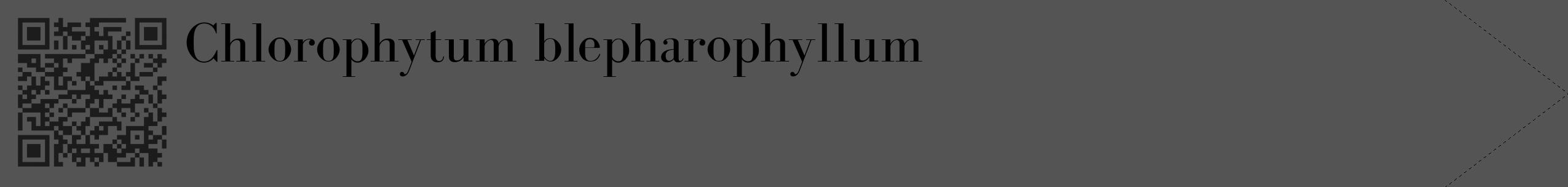 Étiquette de : Chlorophytum blepharophyllum - format c - style noire30_simple_simplebod avec qrcode et comestibilité