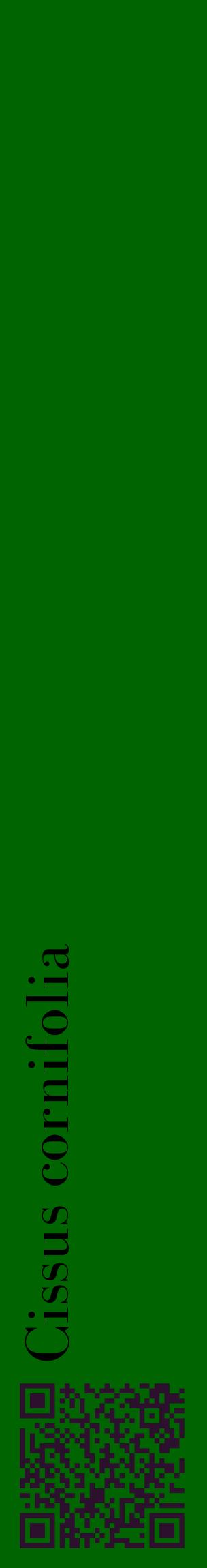 Étiquette de : Cissus cornifolia - format c - style noire8_basiquebod avec qrcode et comestibilité