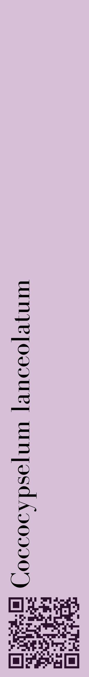 Étiquette de : Coccocypselum lanceolatum - format c - style noire54_basiquebod avec qrcode et comestibilité