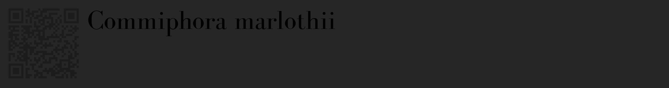 Étiquette de : Commiphora marlothii - format c - style noire29_basique_basiquebod avec qrcode et comestibilité