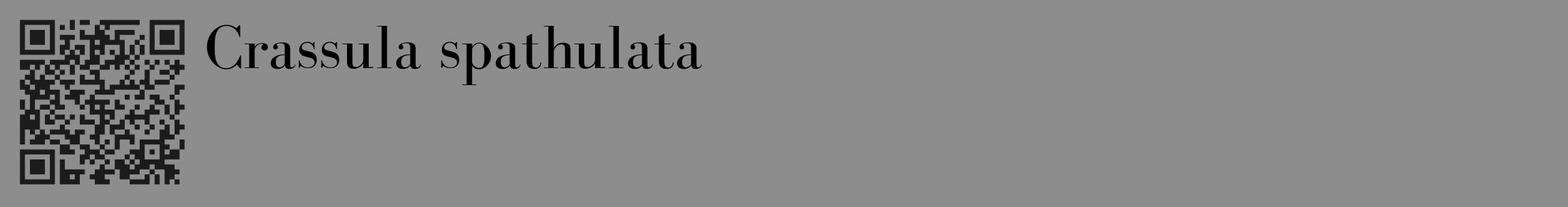 Étiquette de : Crassula spathulata - format c - style noire2_basique_basiquebod avec qrcode et comestibilité