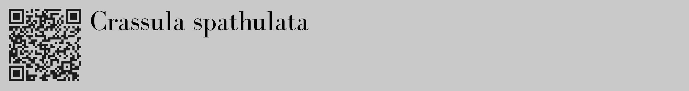 Étiquette de : Crassula spathulata - format c - style noire54_basique_basiquebod avec qrcode et comestibilité